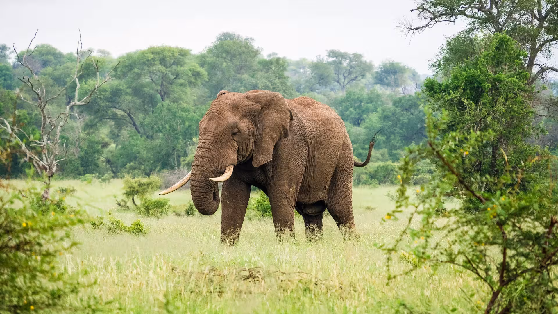 Elephant in Africa