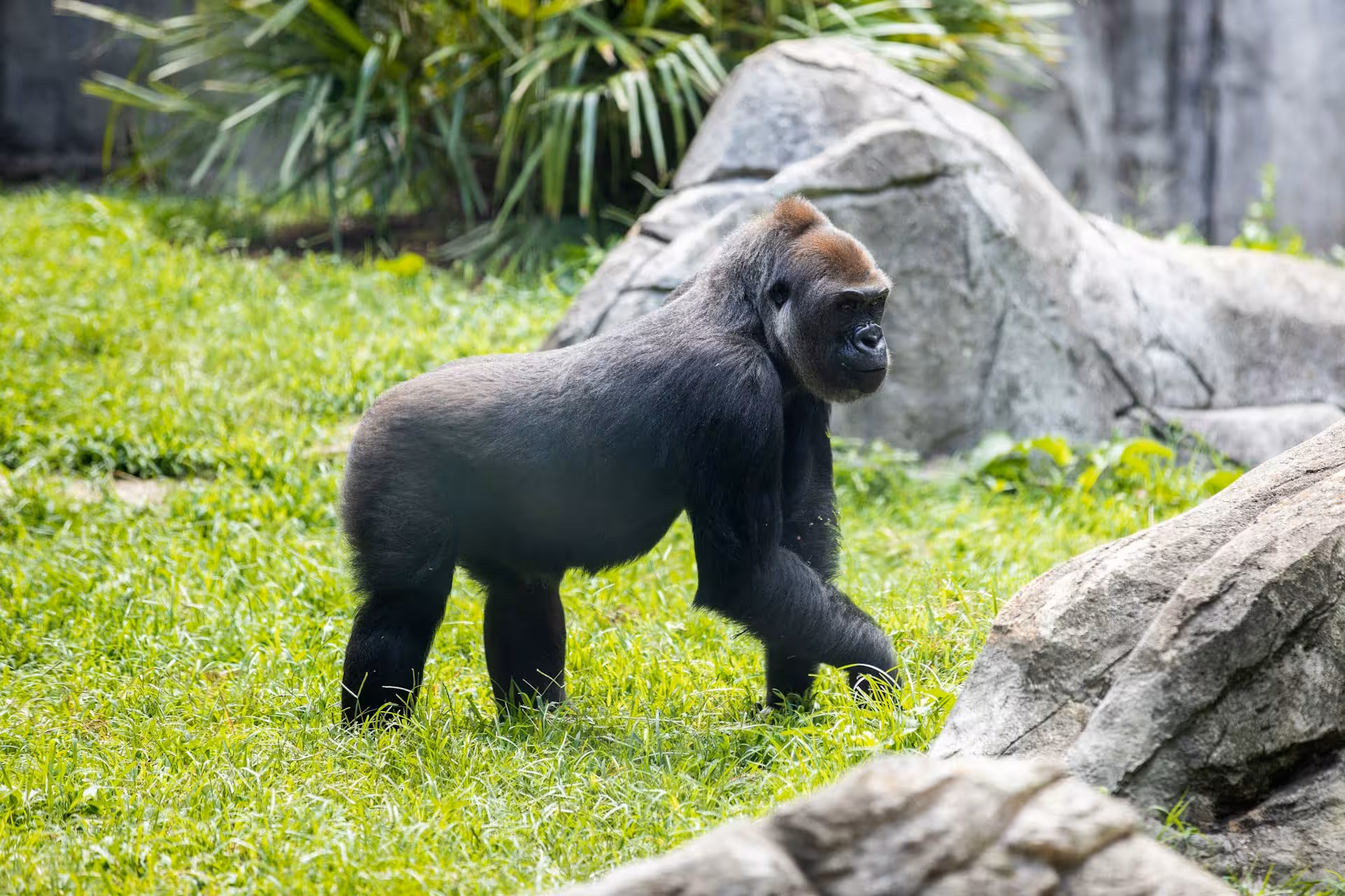 african-gorilla