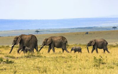The Ultimate Elephant Spots in Africa – Top 10 Destinations