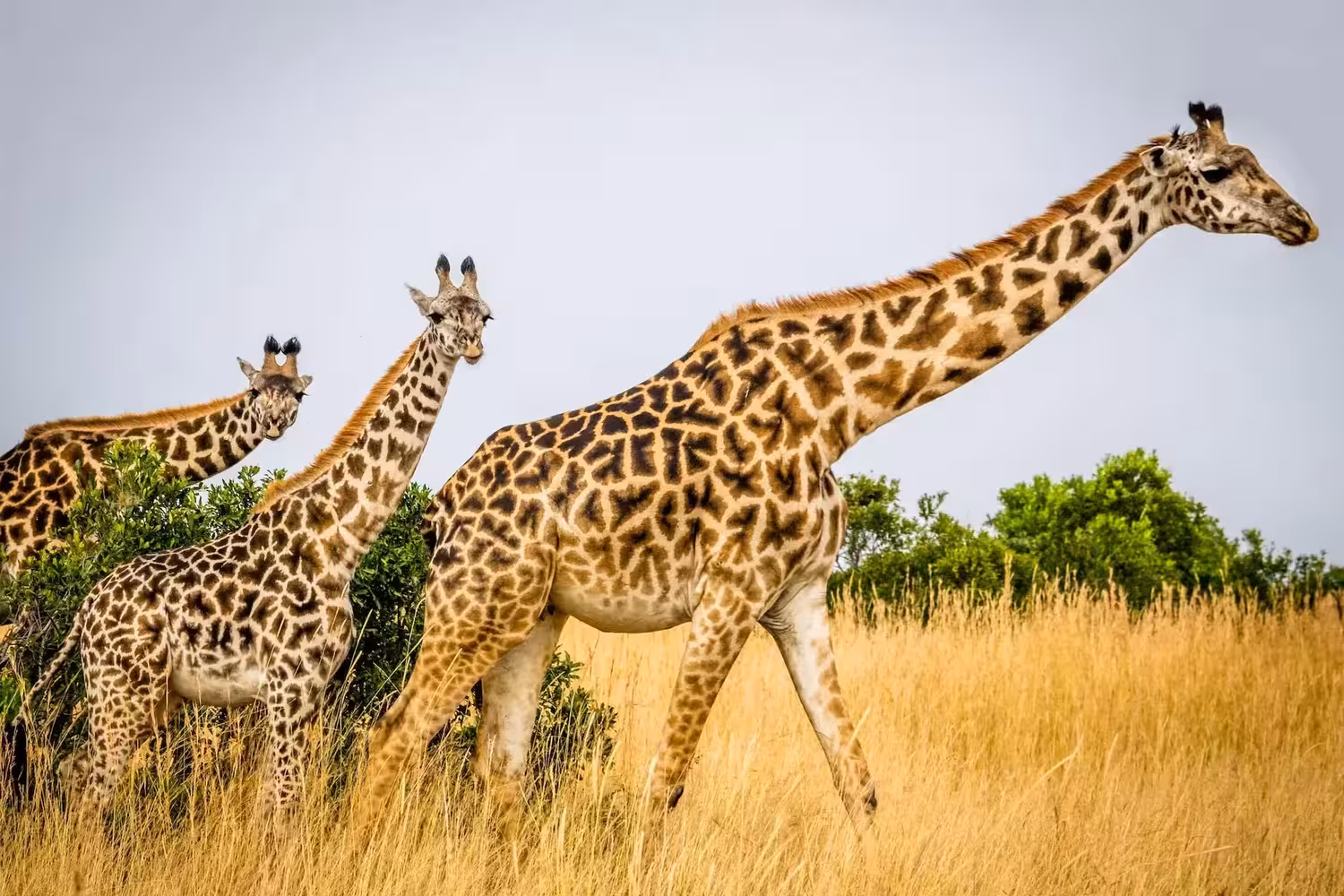 Giraffe in Wild Giraffe in Wild