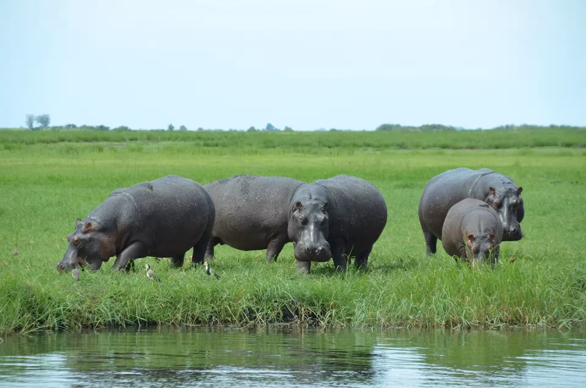 hippo-near-lake