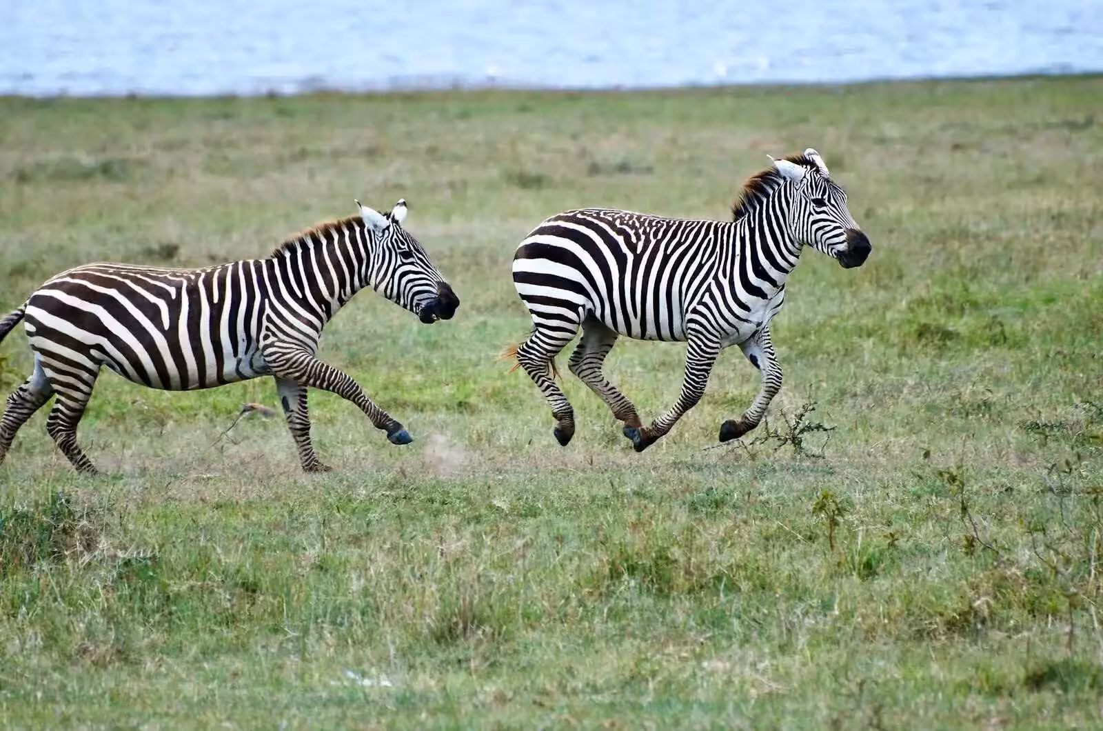 Lake Nakuru Zebra Running
