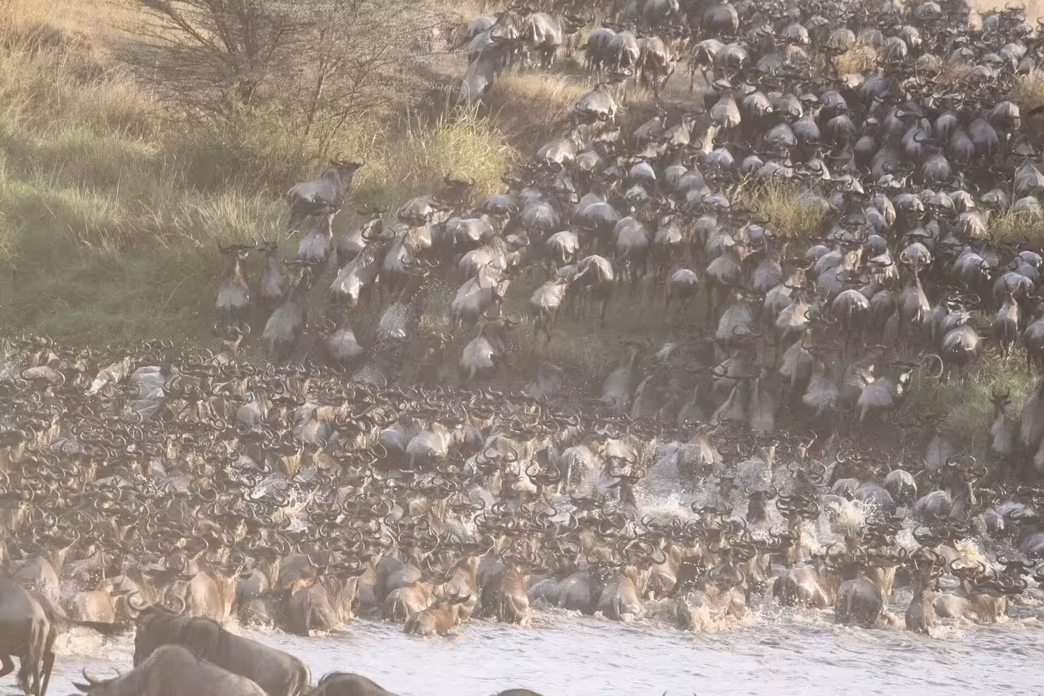 Herd of cape buffalo in masai mara