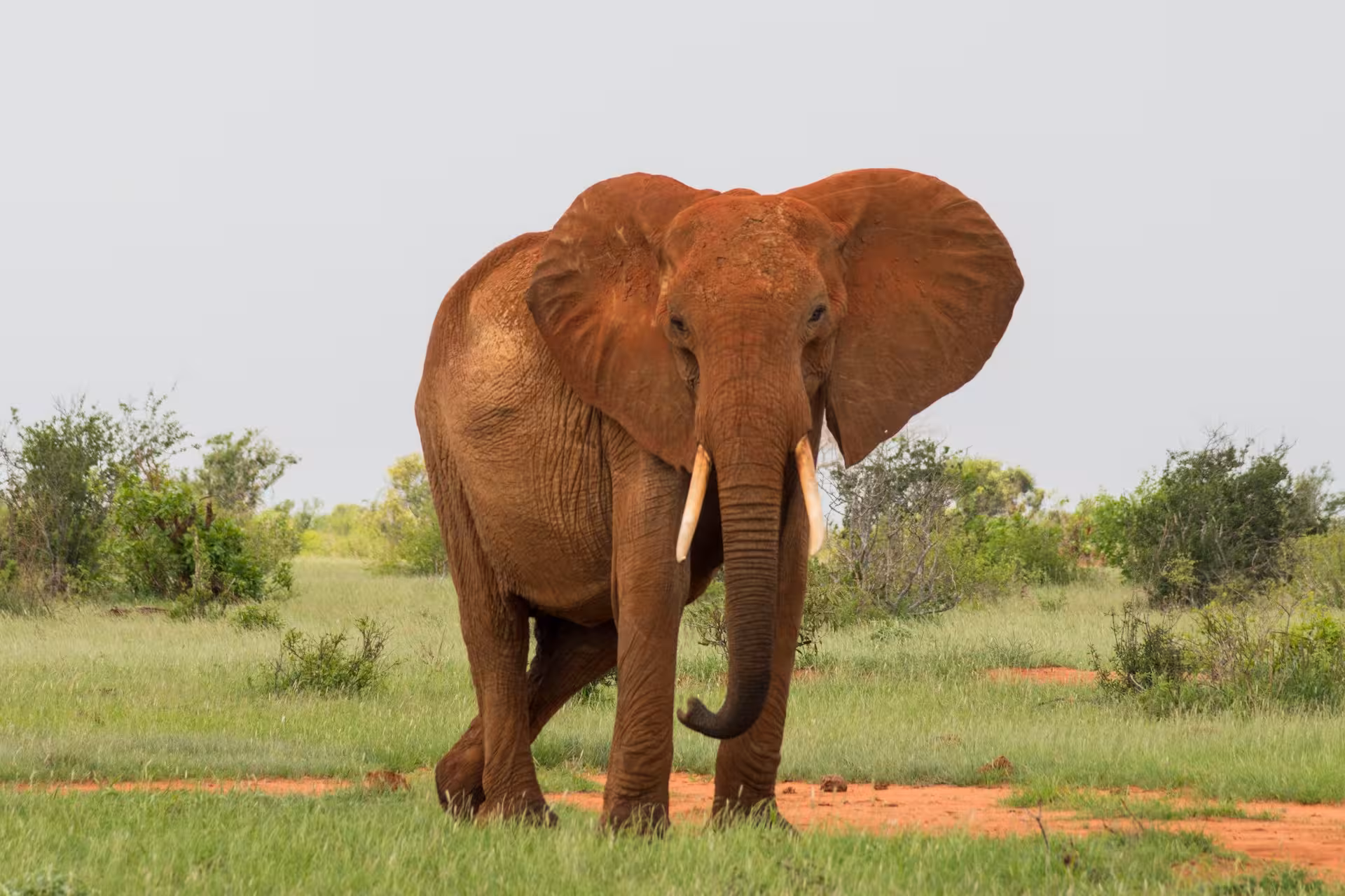 Tsavo East and Tsavo West Safari