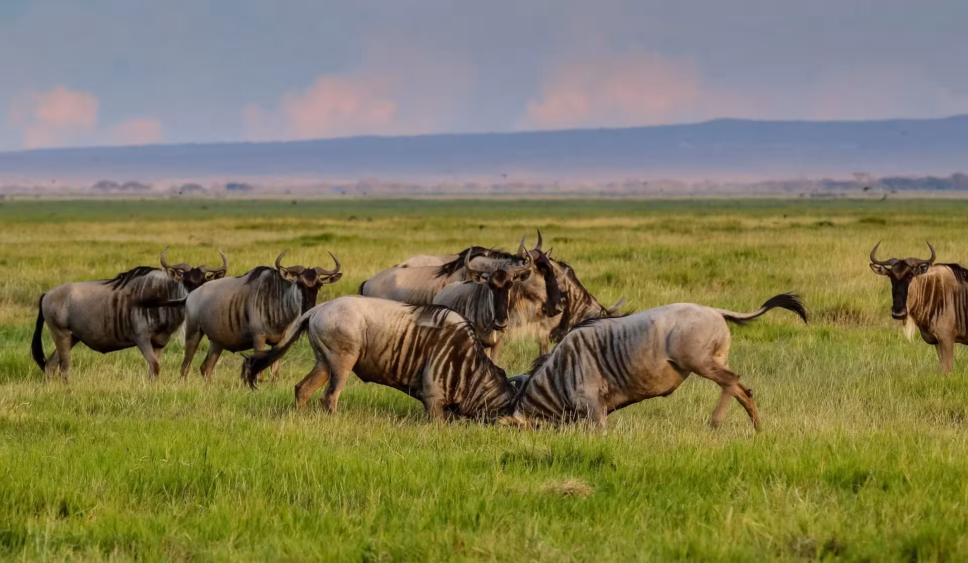 Wildebeest Fighting in Amboseli