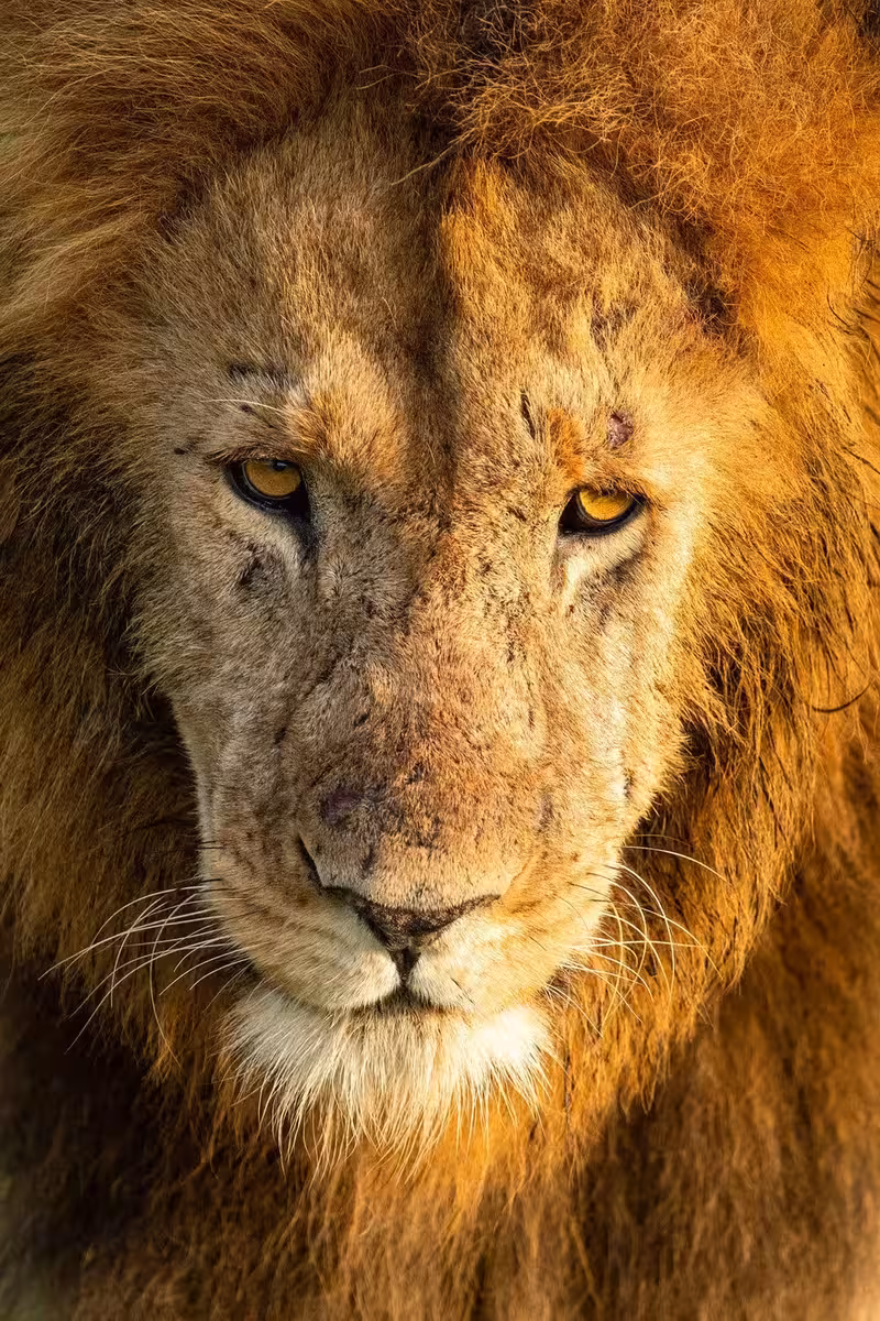 Closeup of Masai Mara Lion