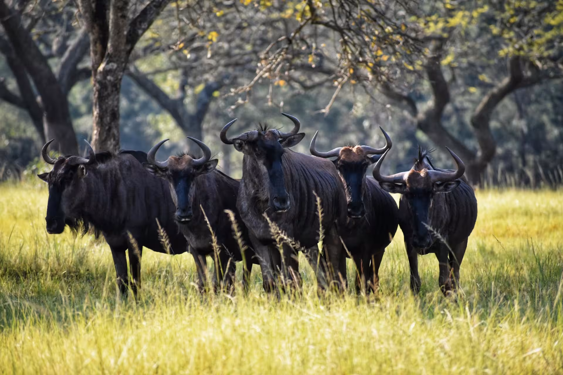 Wildebeest in Africa