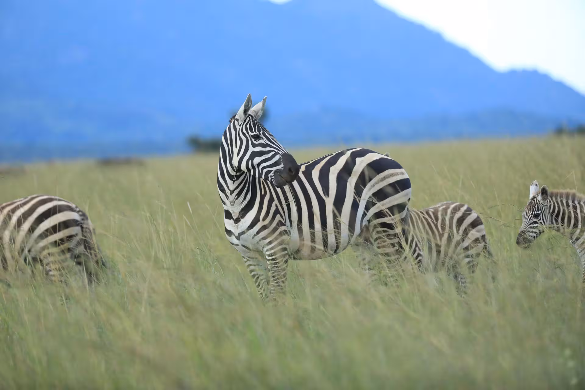 Zebra in Grass