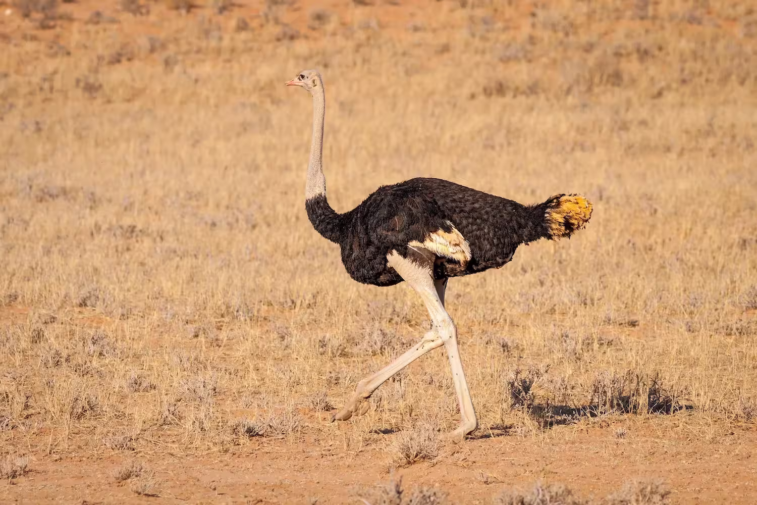 africa-ostrich