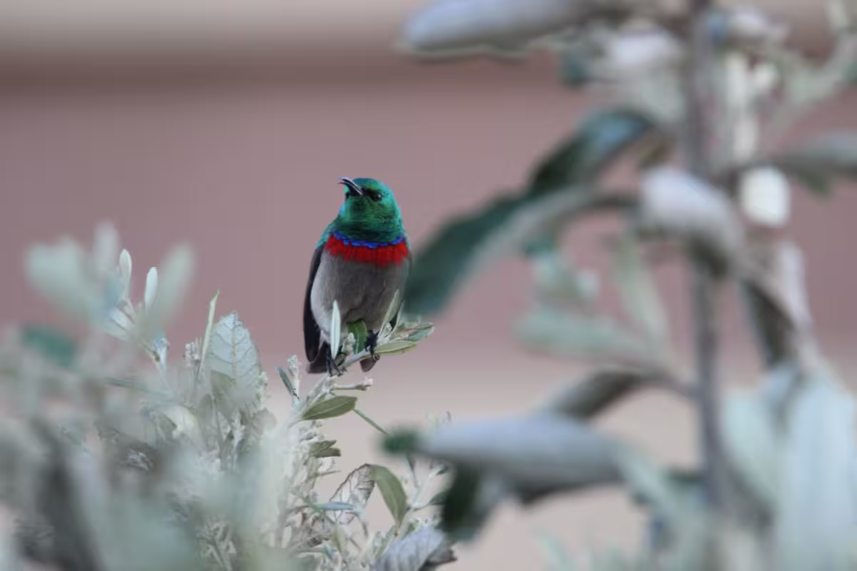 Double Collared Sunbird