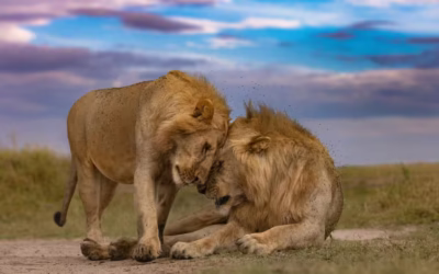 Difference Between African Lion and Asiatic Lion