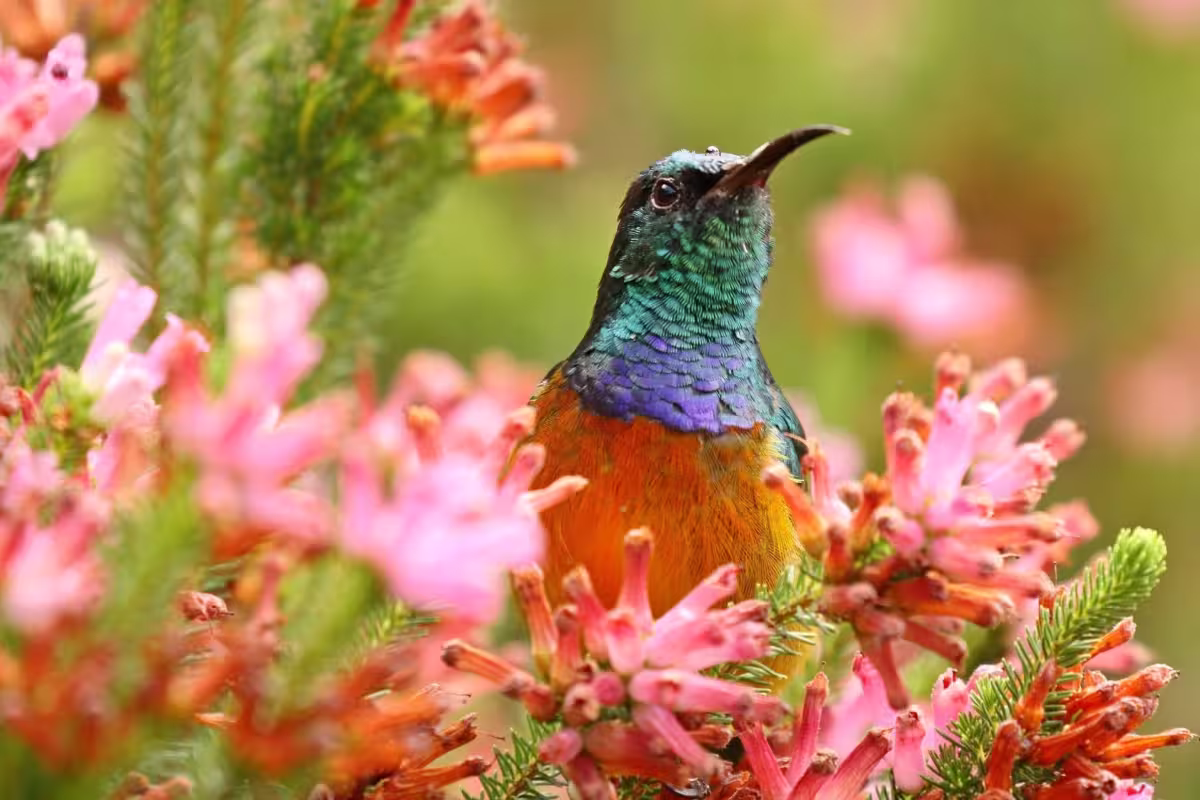 Orange Breasted Sunbird