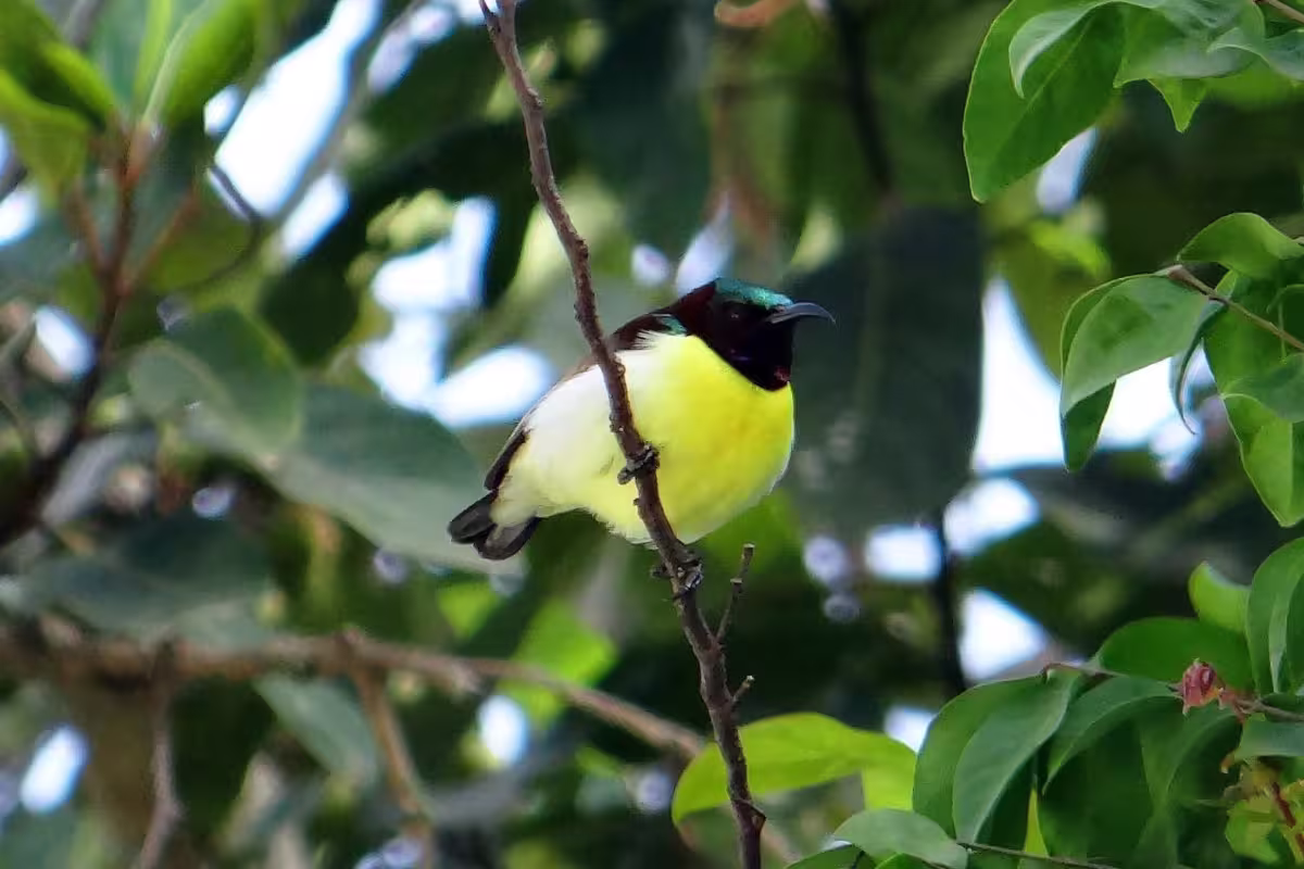 Purple Rumped Sunbird