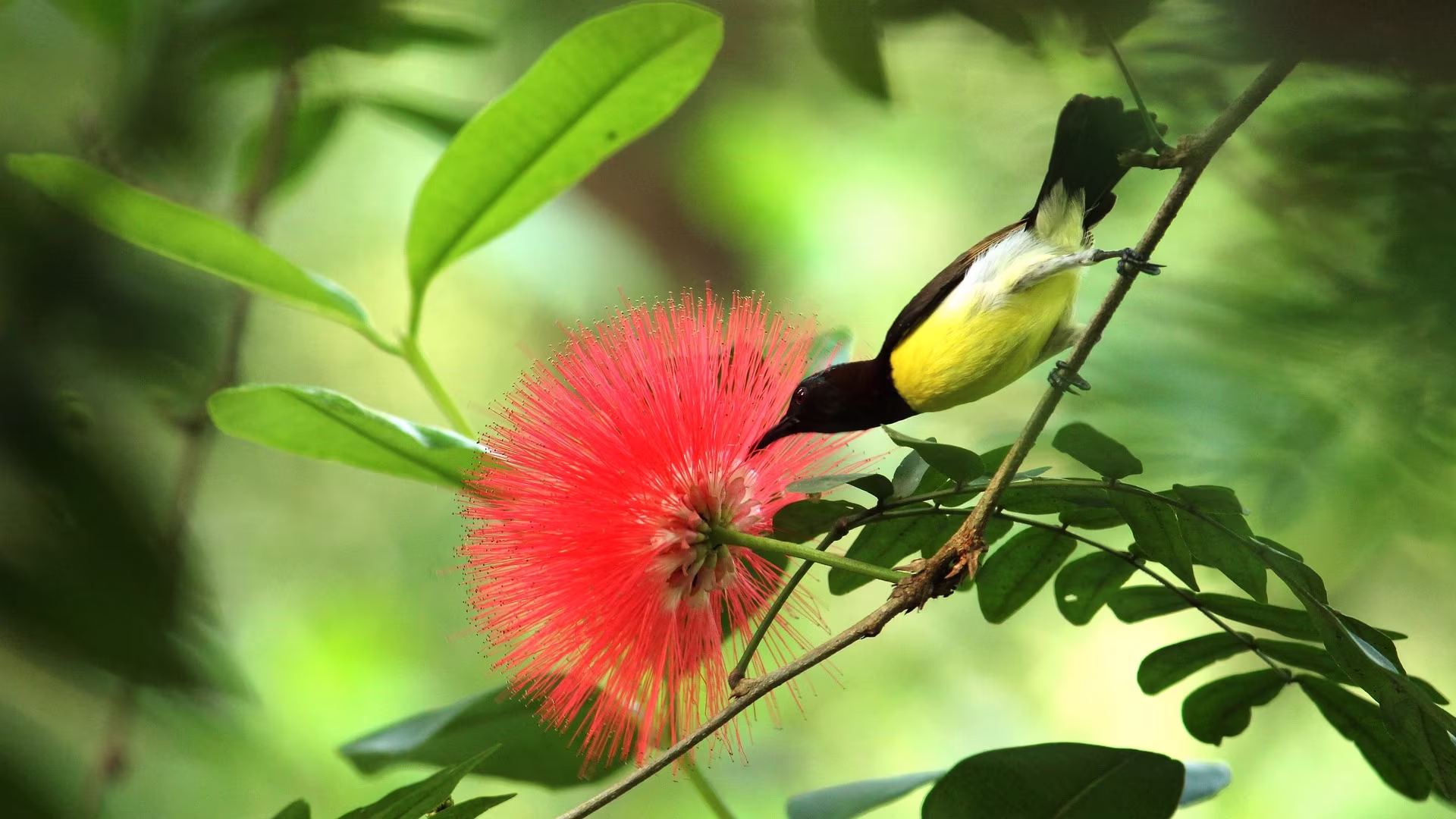 Sunbird