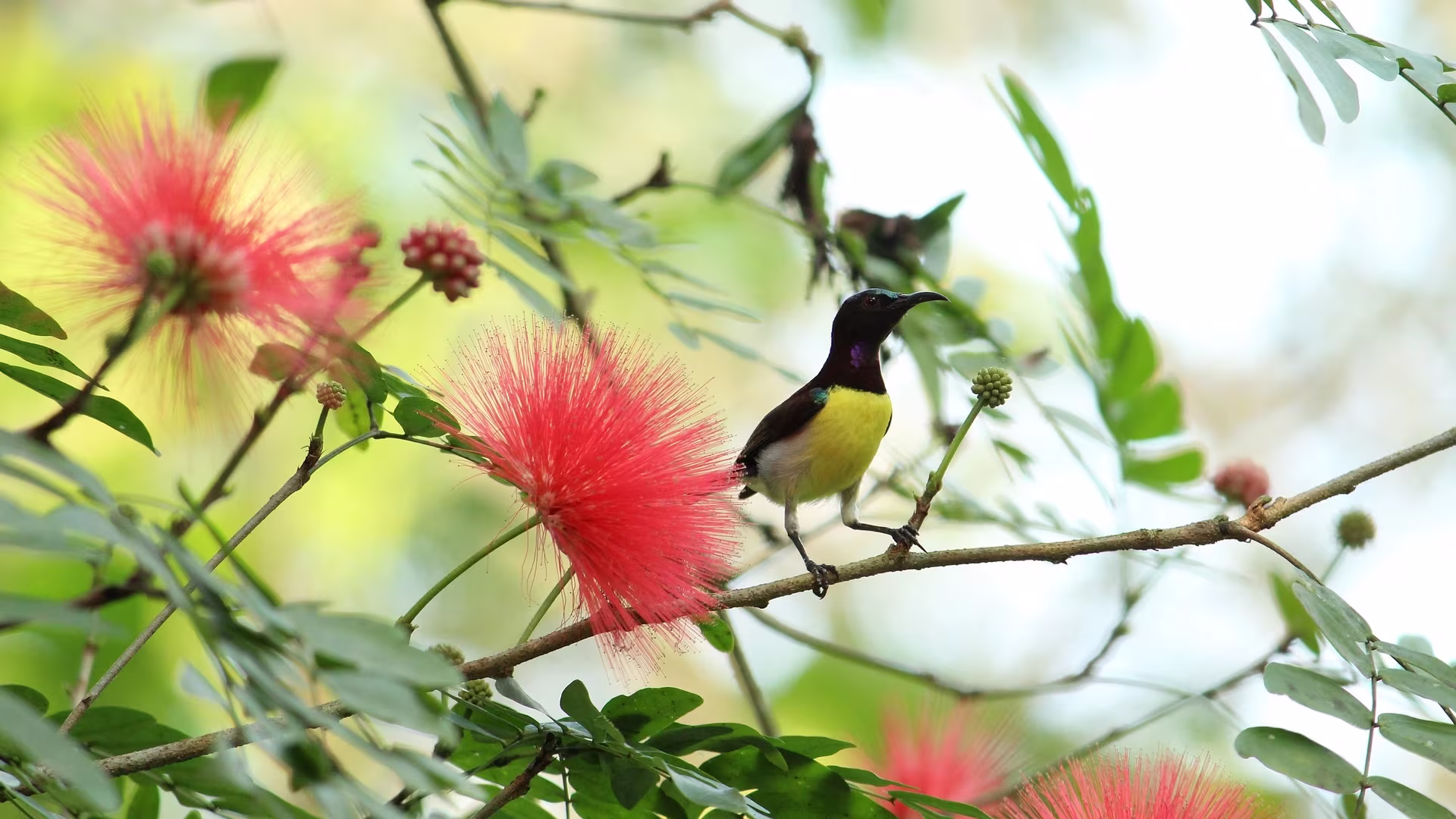 sunbird migration pattern