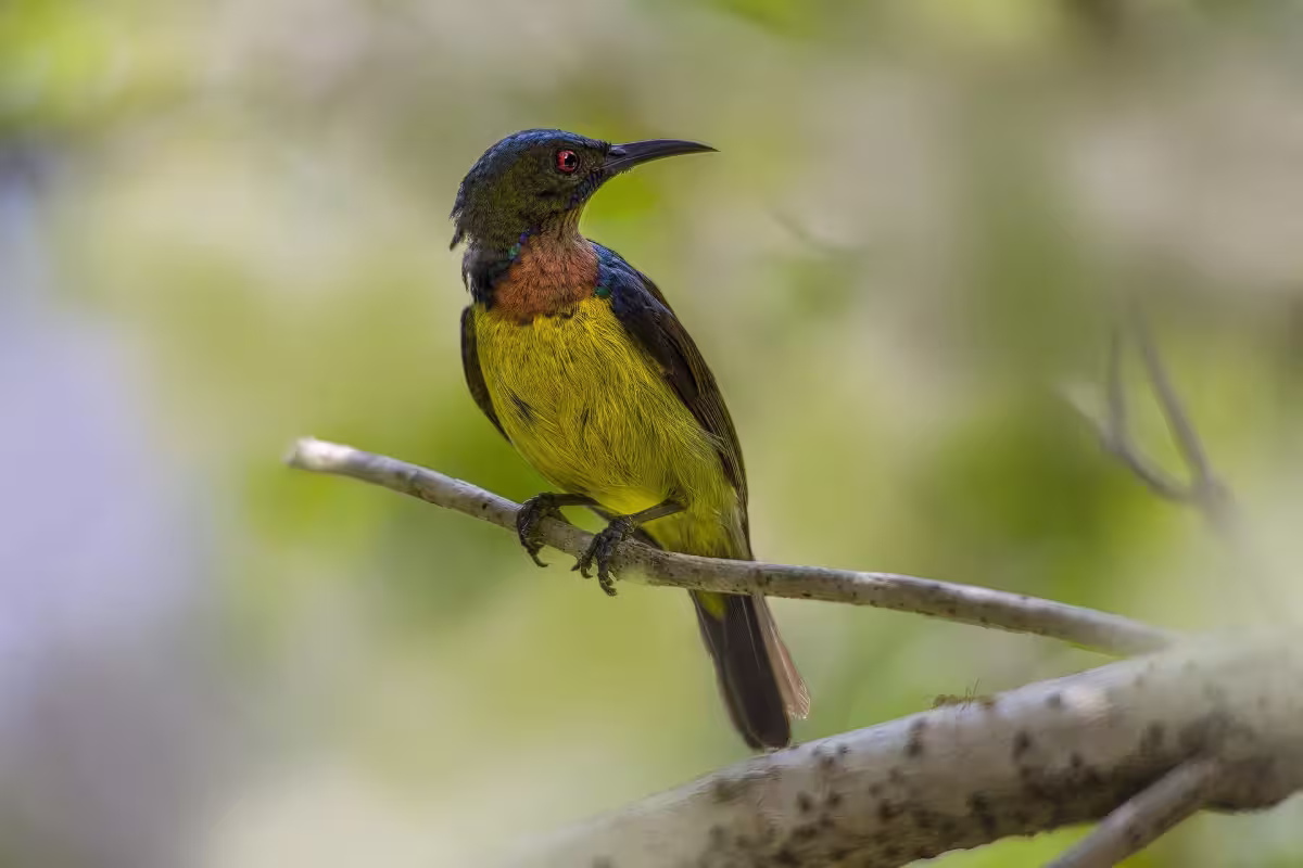 Yellow Bellied Sunbird
