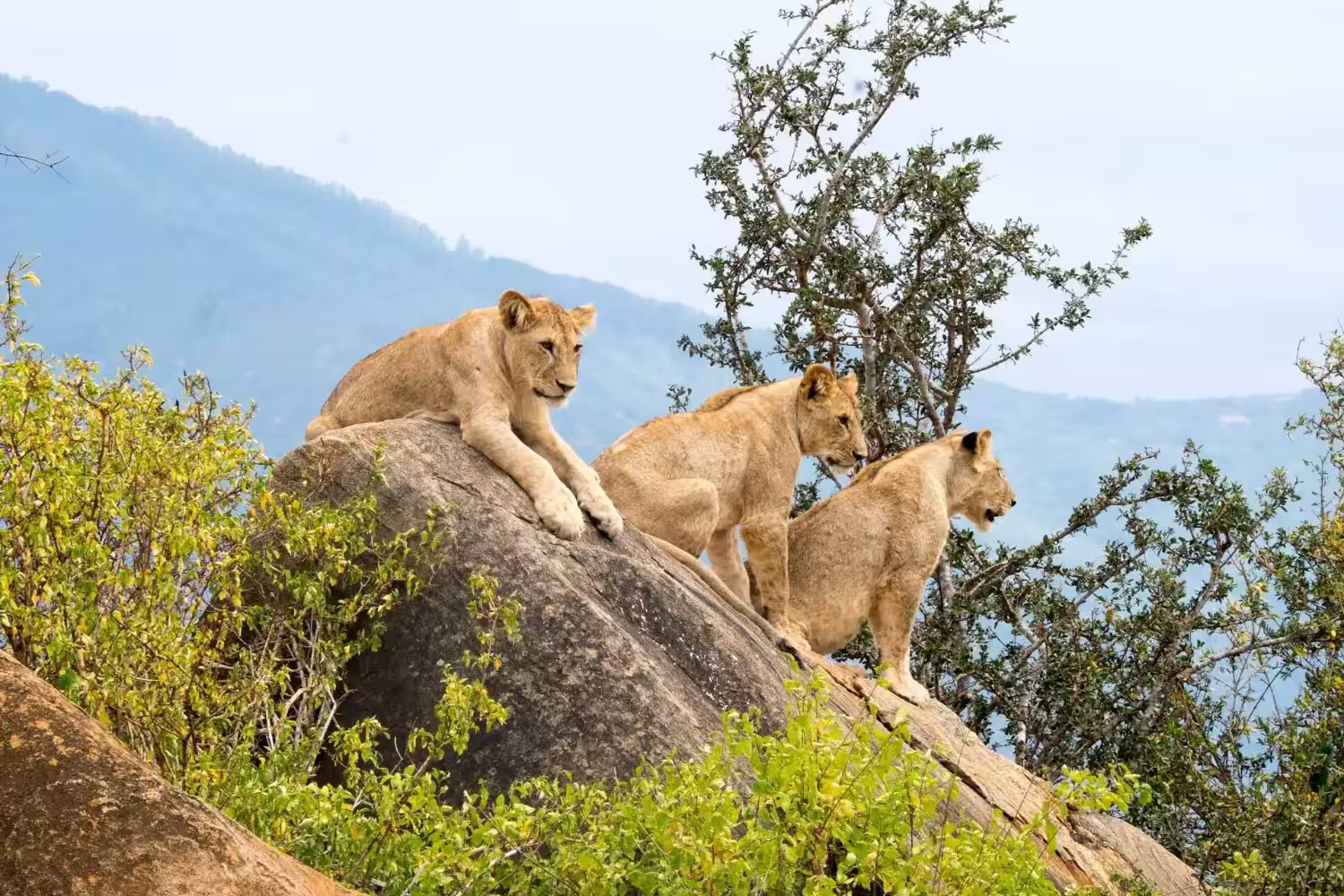 lions in tsavo national park